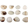 Cryoliet steen getrommeld | middel (M)