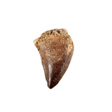 Mosasaurustand 2 - 5 gram Mosasaurustand 2 - 5 gram