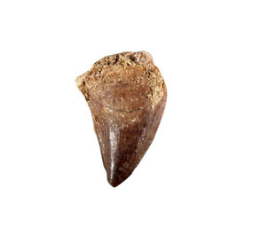 Mosasaurustand 2 - 5 gram Mosasaurustand 2 - 5 gram