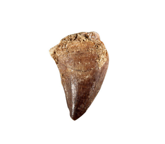 Mosasaurustand 2 - 5 gram