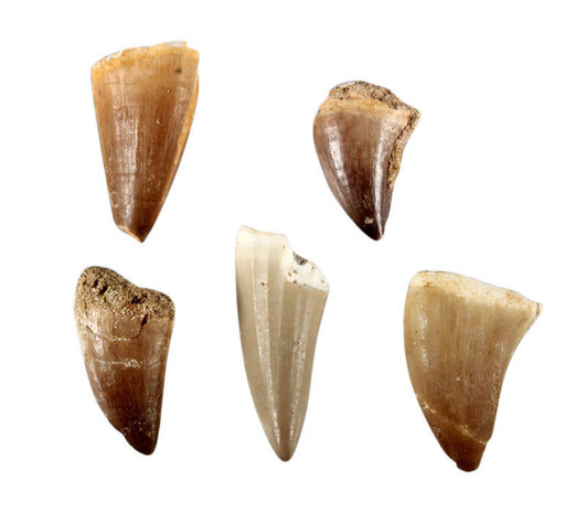 Mosasaurustand 2 - 5 gram