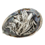 Abalone schelp met witte salie Abalone schelp met witte salie