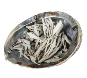 Abalone schelp met witte salie Abalone schelp met witte salie