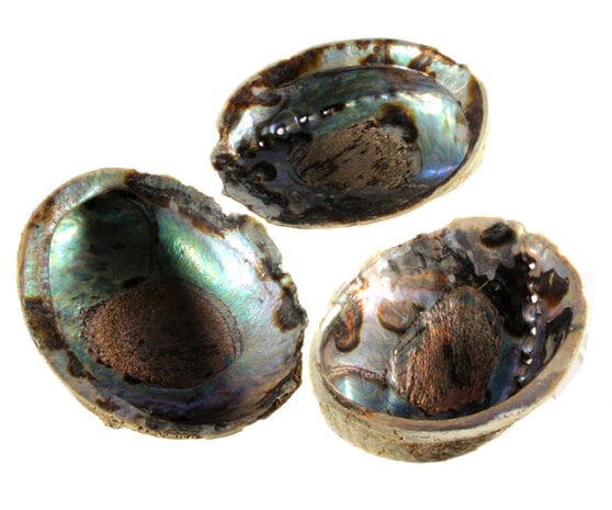 Abalone schelp