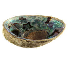Abalone schelp Abalone schelp