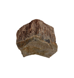 Versteend hout ruw 10 - 25 gram