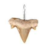 Haaientand hanger Haaientand hanger