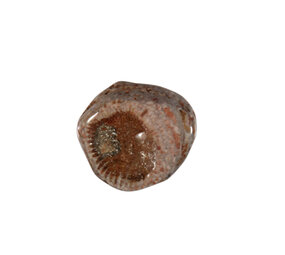 Koraal (versteend) steen getrommeld 5 - 10 gram Koraal (versteend) steen getrommeld 5 - 10 gram