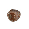 Koraal (versteend) steen getrommeld 5 - 10 gram Koraal (versteend) steen getrommeld 5 - 10 gram