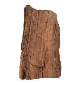Versteend hout (drusy) ruw staand 30 cm | 6040 gram