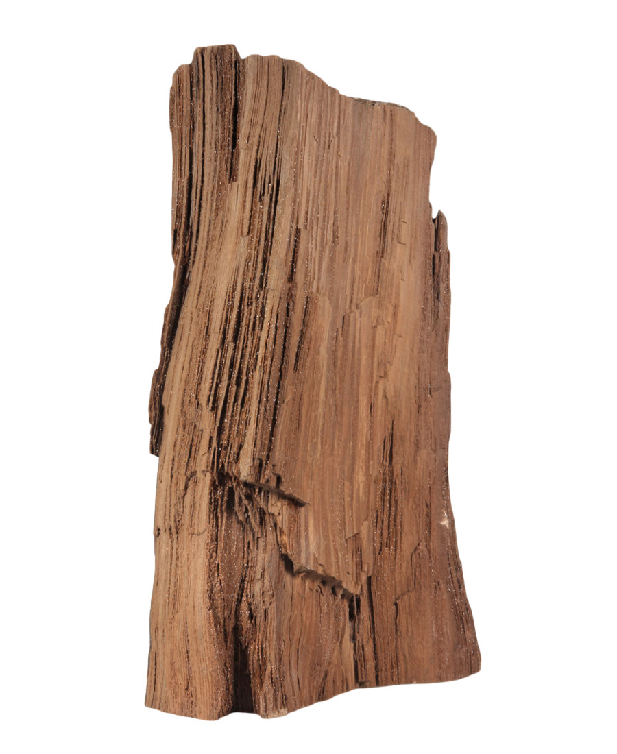 diepvries Bengelen Werkgever Versteend hout (drusy) ruw staand 30 cm | 6040 gram - Spiritual Garden