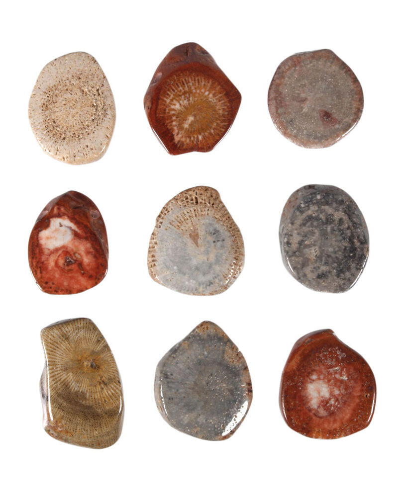 Koraal (versteend) hanger schijfje doorboord