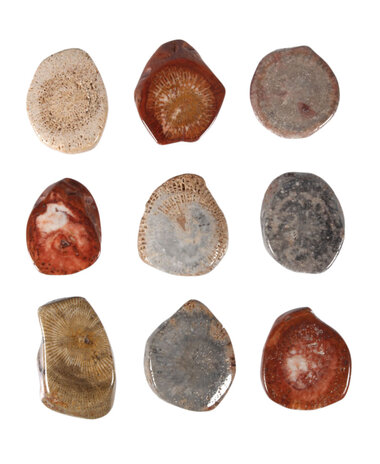 Koraal (versteend) hanger schijfje doorboord