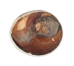 Shiva oog platte steen ruw Shiva oog platte steen ruw