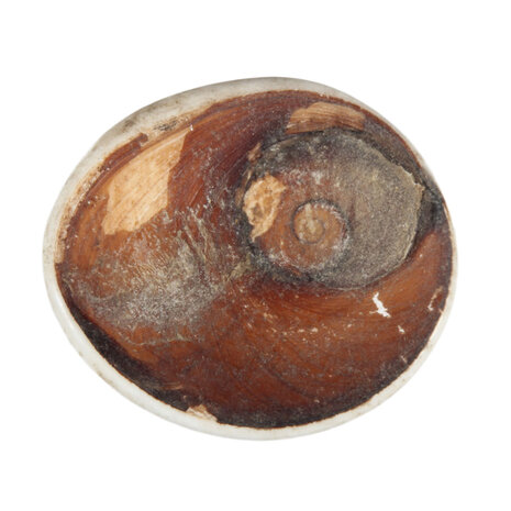 Shiva oog platte steen ruw Shiva oog platte steen ruw