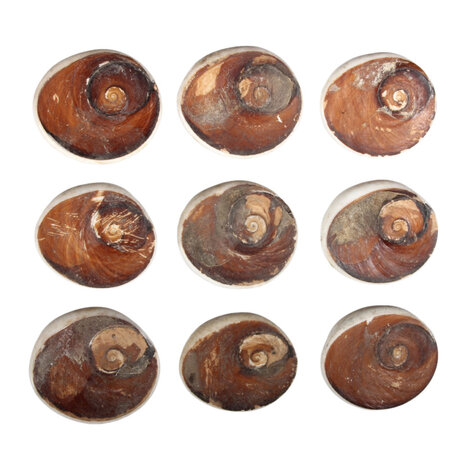 Shiva oog platte steen ruw Shiva oog platte steen ruw