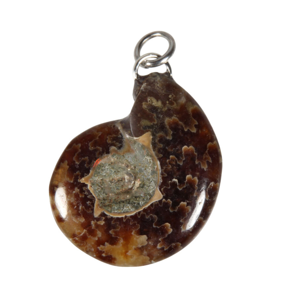 Ammoniet fossiel hanger