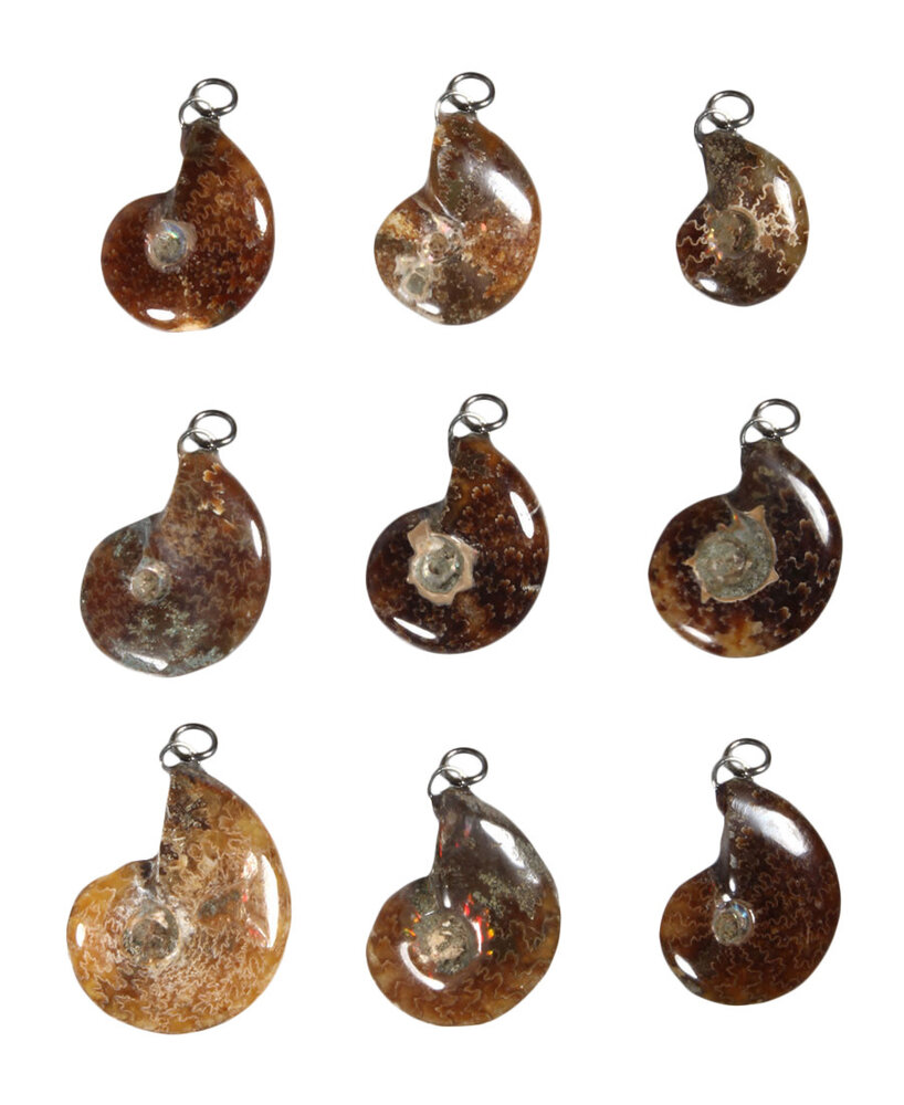 Ammoniet fossiel hanger