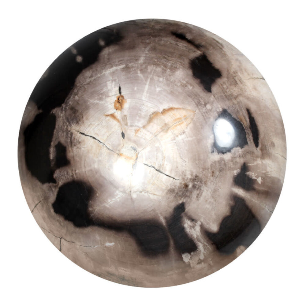 Versteend hout bol 250 mm | 18500 gram Versteend hout bol 250 mm | 18500 gram