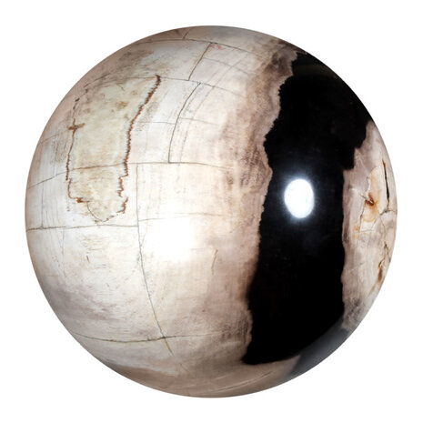 Versteend hout bol 250 mm | 18500 gram Versteend hout bol 250 mm | 18500 gram