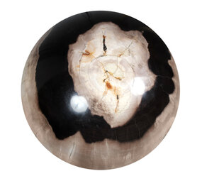 Versteend hout bol 250 mm | 18500 gram Versteend hout bol 250 mm | 18500 gram