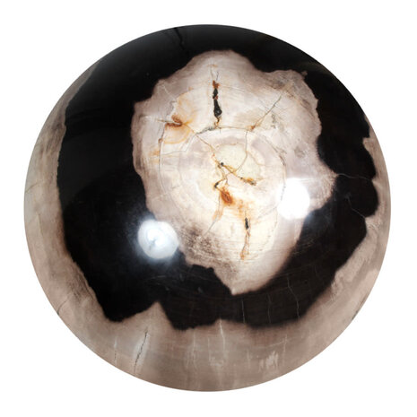 Versteend hout bol 250 mm | 18500 gram Versteend hout bol 250 mm | 18500 gram