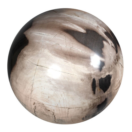 Versteend hout bol 250 mm | 18500 gram Versteend hout bol 250 mm | 18500 gram