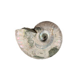 Ammoniet fossiel 10 - 25 gram Ammoniet fossiel 10 - 25 gram