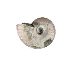 Ammoniet fossiel 10 - 25 gram Ammoniet fossiel 10 - 25 gram