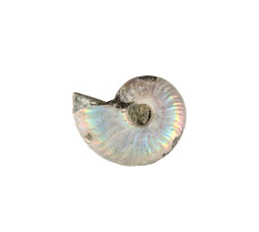 Ammoniet fossiel 5 - 10 gram Ammoniet fossiel 5 - 10 gram