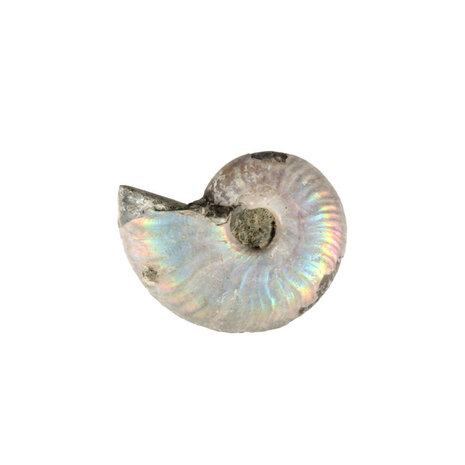 Ammoniet fossiel 5 - 10 gram Ammoniet fossiel 5 - 10 gram