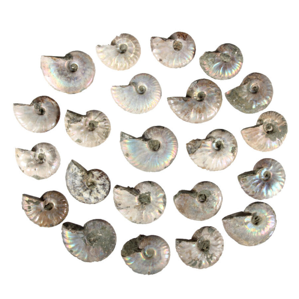 Ammoniet fossiel 5 - 10 gram Ammoniet fossiel 5 - 10 gram