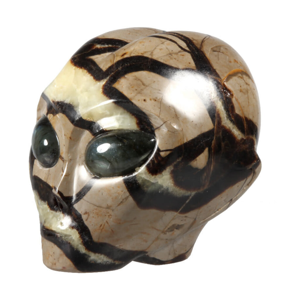 Septarie alien schedel 10 x 10,5 x 8,5 cm | 1330 gram Septarie alien schedel 10 x 10,5 x 8,5 cm | 1330 gram