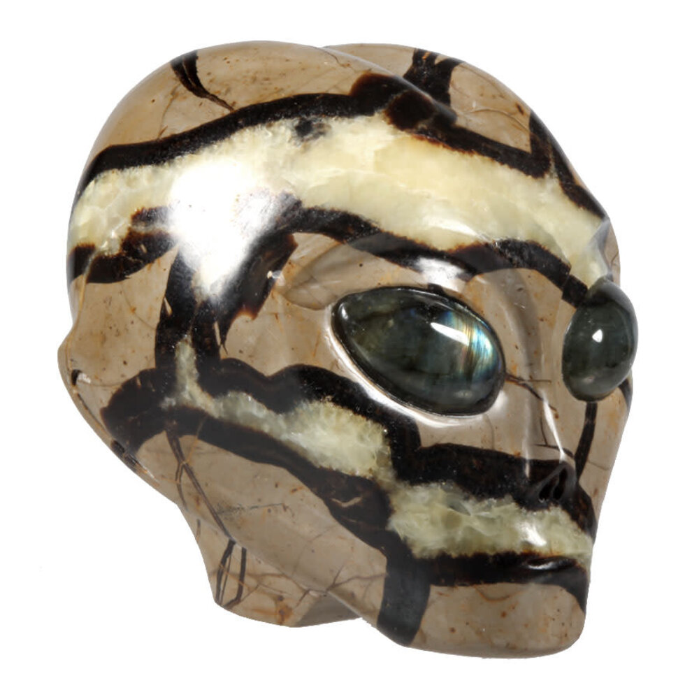 Septarie alien schedel 10 x 10,5 x 8,5 cm | 1330 gram Septarie alien schedel 10 x 10,5 x 8,5 cm | 1330 gram