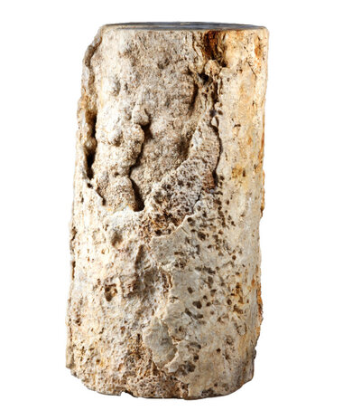 Versteend palmvaren hout stam 24 x 19 x 17 cm / 17950 gram | 1-zijde gepolijst Versteend palmvaren hout stam 24 x 19 x 17 cm / 17950 gram | 1-zijde gepolijst