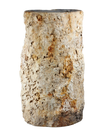 Versteend palmvaren hout stam 24 x 19 x 17 cm / 17950 gram | 1-zijde gepolijst Versteend palmvaren hout stam 24 x 19 x 17 cm / 17950 gram | 1-zijde gepolijst