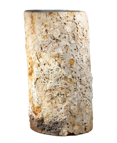 Versteend palmvaren hout stam 24 x 19 x 17 cm / 17950 gram | 1-zijde gepolijst Versteend palmvaren hout stam 24 x 19 x 17 cm / 17950 gram | 1-zijde gepolijst