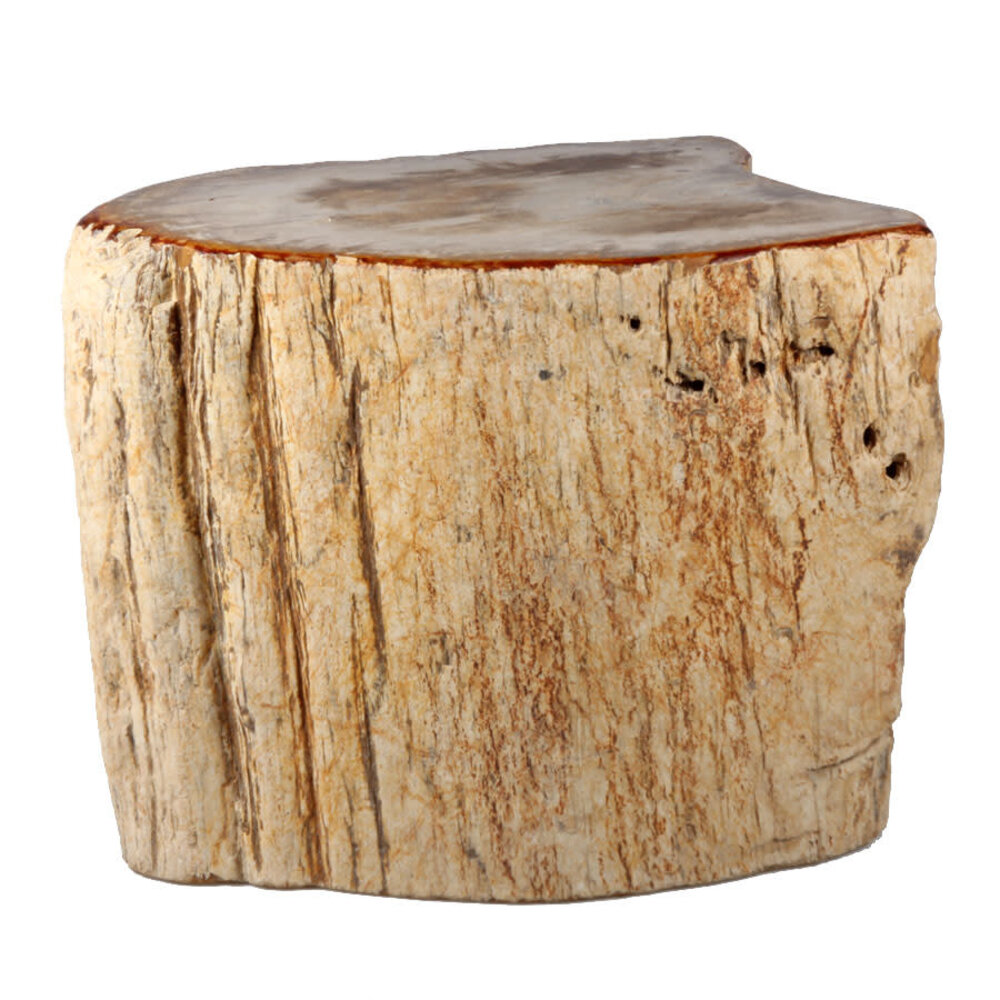 Versteend hout stam  22 x 17 x 14 cm / 9700 gram | deels gepolijst Versteend hout stam  22 x 17 x 14 cm / 9700 gram | deels gepolijst