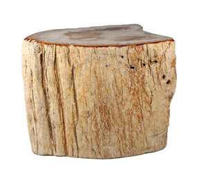 Versteend hout stam  22 x 17 x 14 cm / 9700 gram | deels gepolijst Versteend hout stam  22 x 17 x 14 cm / 9700 gram | deels gepolijst