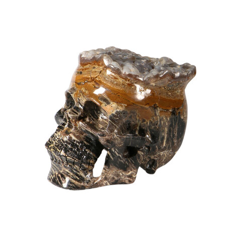 Versteend hout met chalcedoon schedel 19 x 12,5 x 13,5 cm | 3964 gram Versteend hout met chalcedoon schedel 19 x 12,5 x 13,5 cm | 3964 gram