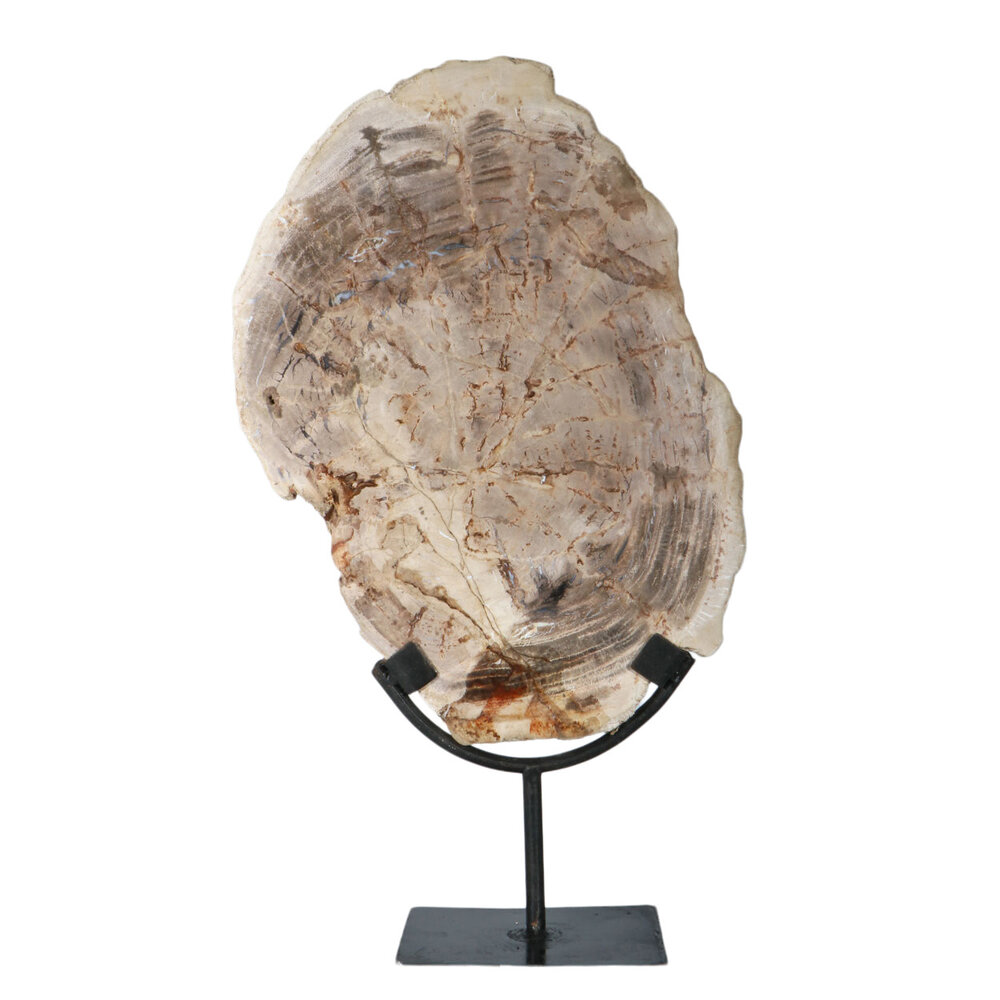 Versteend hout schijf gepolijst op standaard 31 x 23 x 2 cm | 2299 gram