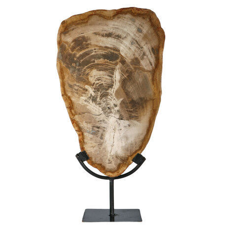 Versteend hout schijf gepolijst op standaard 34,5 x 21,5 x 2 cm | 3266 gram Versteend hout schijf gepolijst op standaard 34,5 x 21,5 x 2 cm | 3266 gram