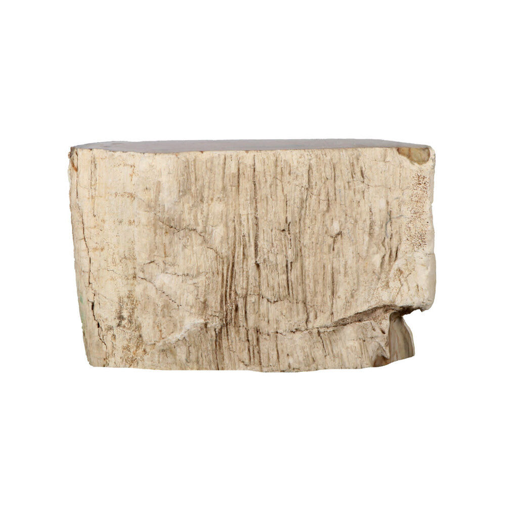Versteend hout (varen) ruw staand 13 x 8 x 5 cm | 864 gram