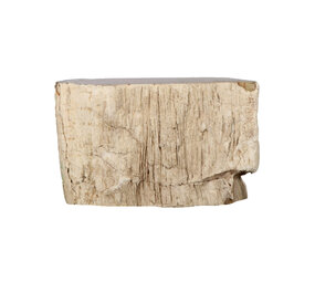 Versteend hout (varen) ruw staand 13 x 8 x 5 cm | 864 gram