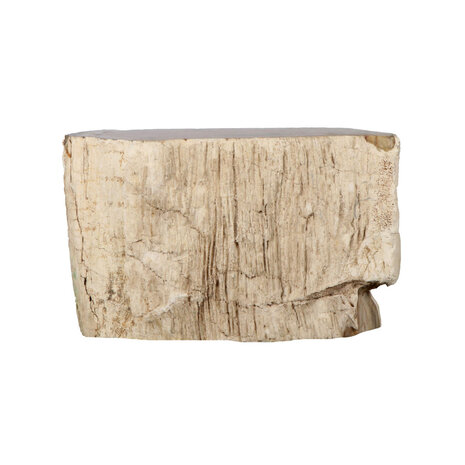 Versteend hout (varen) ruw staand 13 x 8 x 5 cm | 864 gram