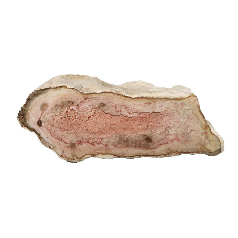 Versteend hout (varen) ruw staand 13 x 8 x 5 cm | 864 gram