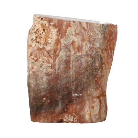 Versteend hout (varen) ruw staand 12 x 11 x 6 cm | 1070 gram Versteend hout (varen) ruw staand 12 x 11 x 6 cm | 1070 gram