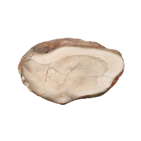 Versteend hout (varen) ruw staand 12 x 11 x 6 cm | 1070 gram Versteend hout (varen) ruw staand 12 x 11 x 6 cm | 1070 gram