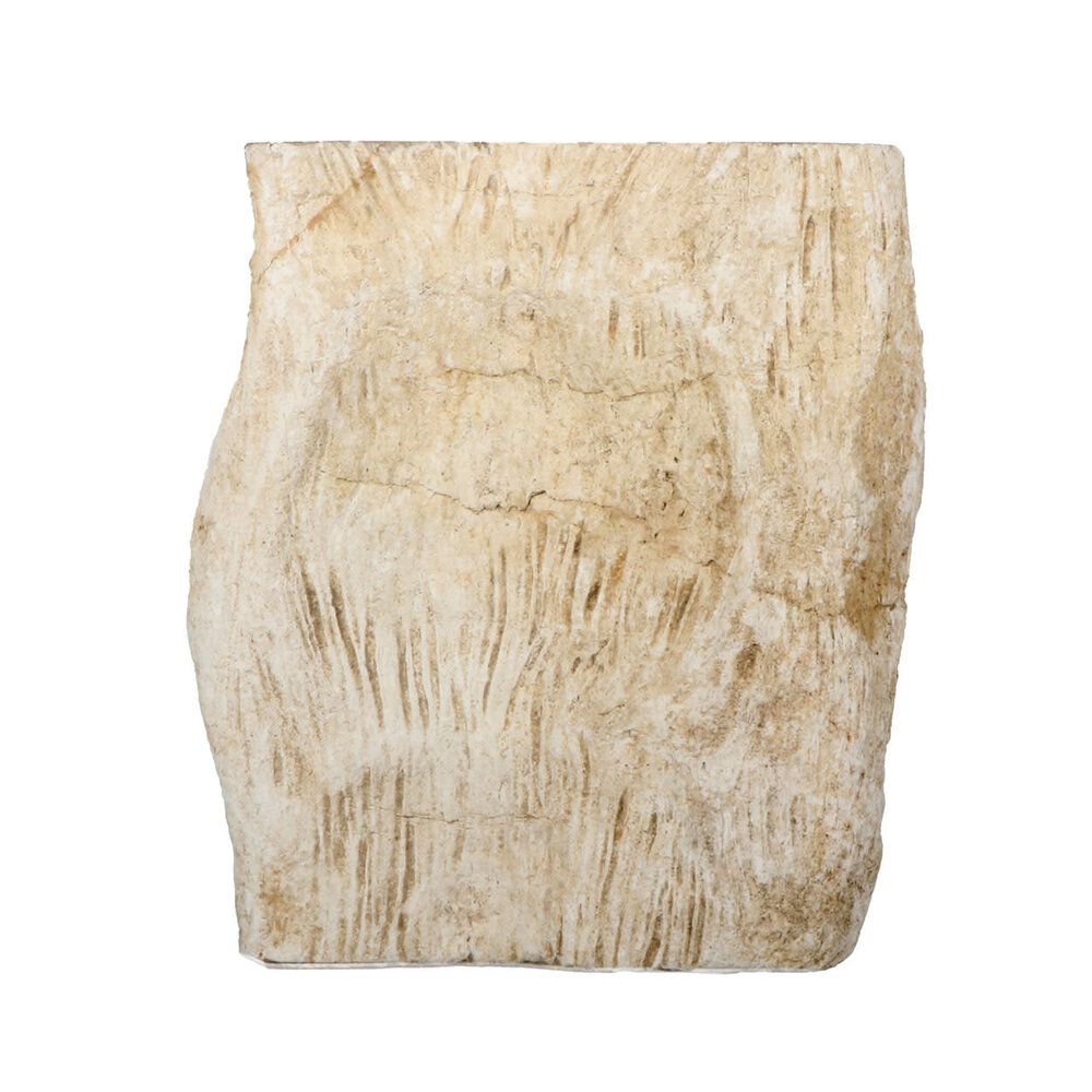 Versteend hout (varen) ruw staand 14 x 13 x 6 cm | 1392 gram