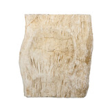 Versteend hout (varen) ruw staand 14 x 13 x 6 cm | 1392 gram